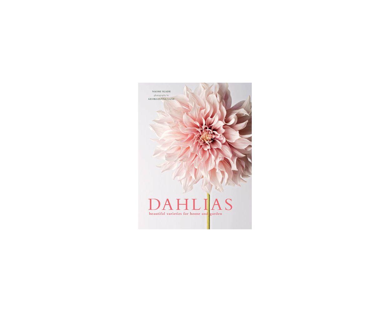 Dahlias