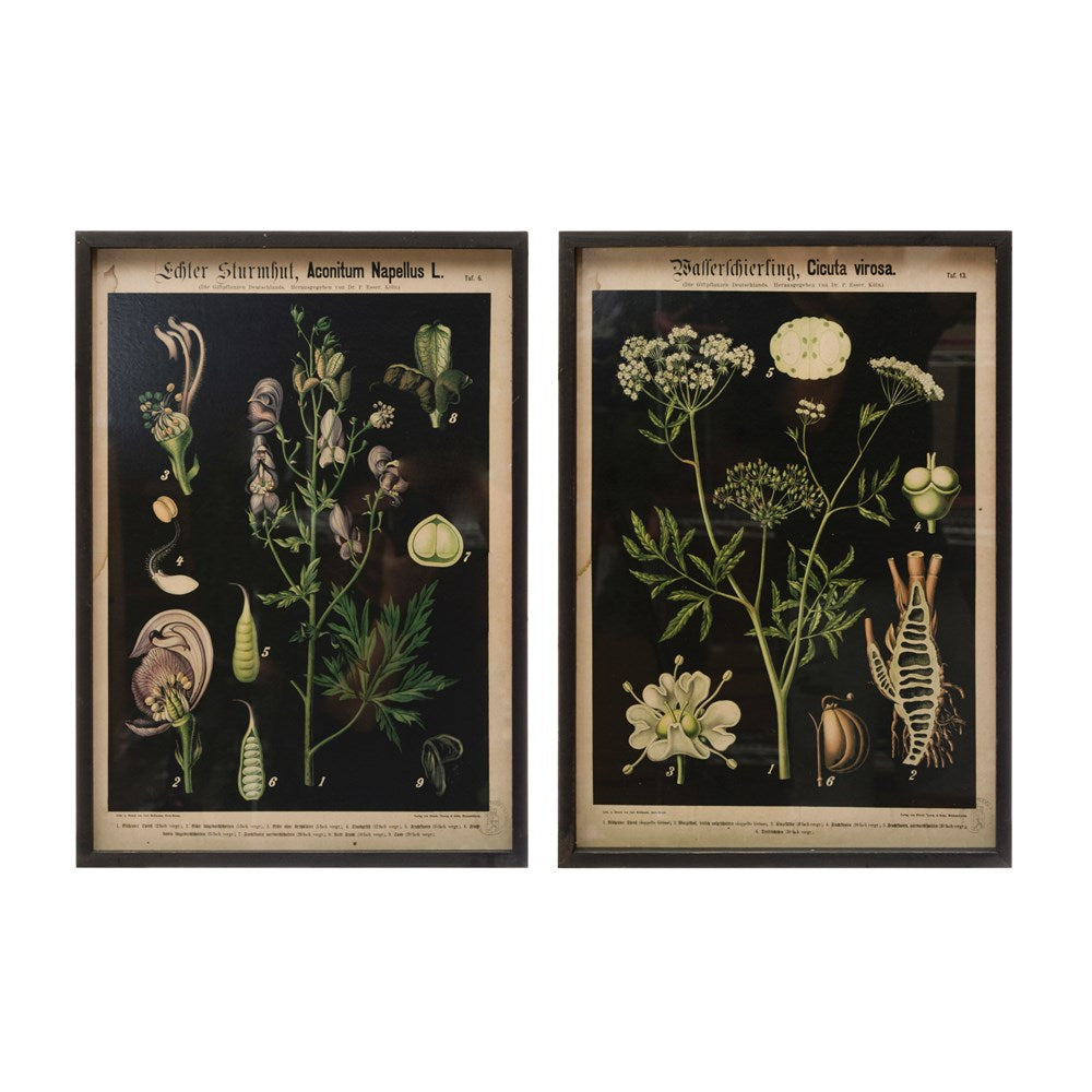 Wood Framed Botanical Decor