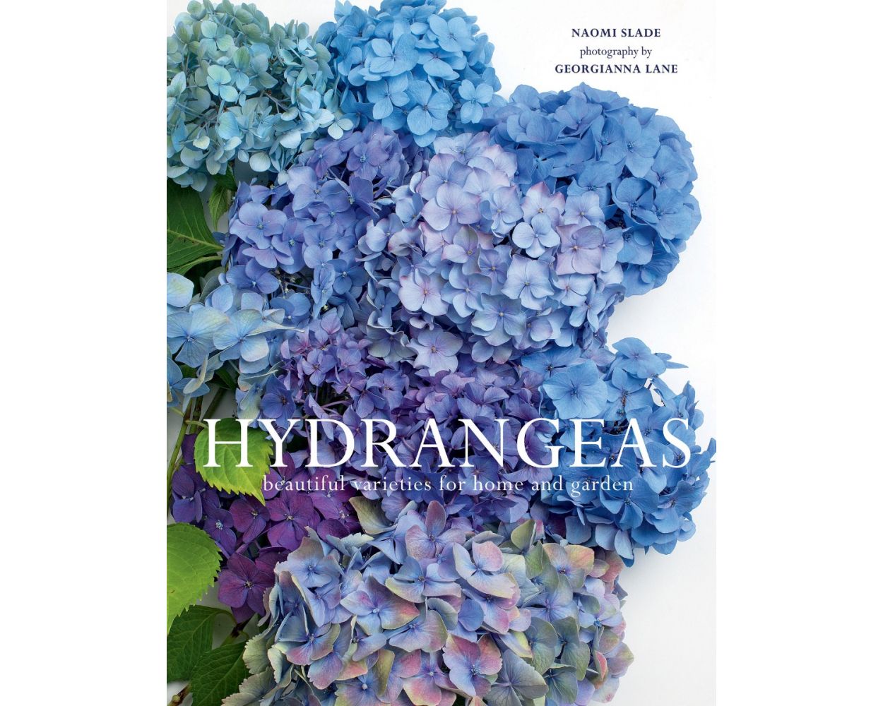 Hydrangeas – V2 Origins Store